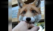 狐狸的短视频,揭秘森林中的神秘生活